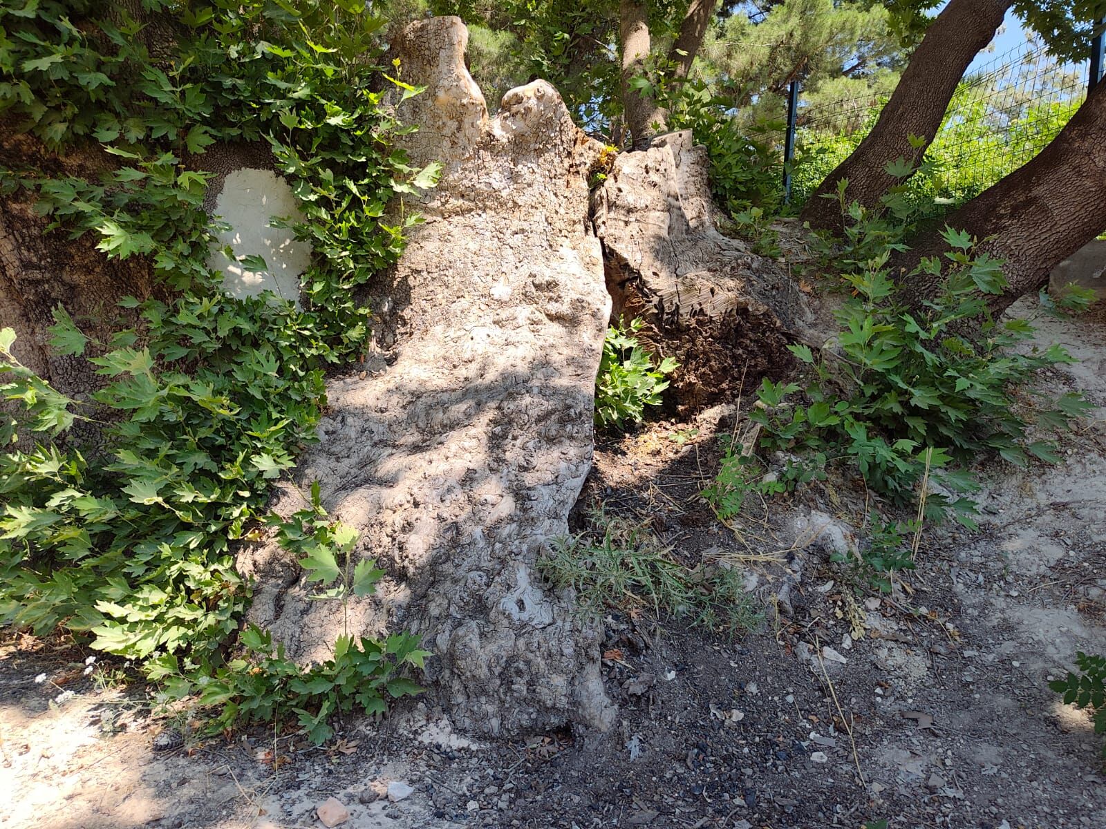 Ulu Çinar (5)