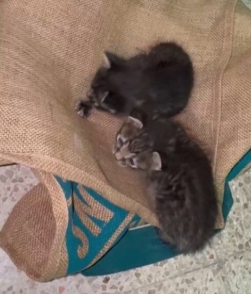 Yavru Kedi (1)