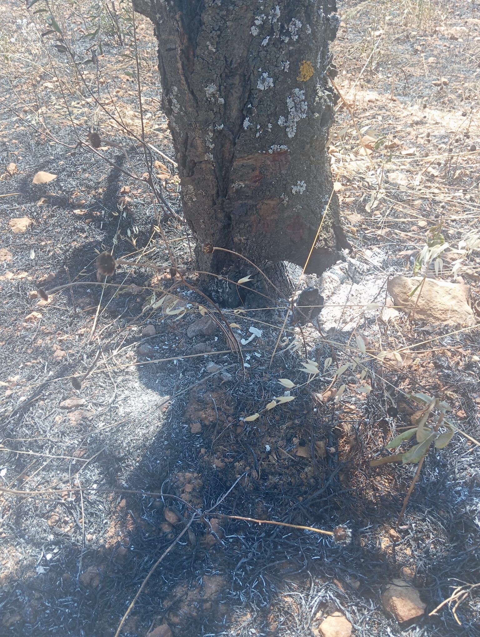 Yollar Yapılsa, Belki Arazi Yanmayacaktı. Köylü Isyanda (4)