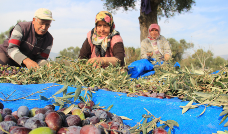 Zeytin 12