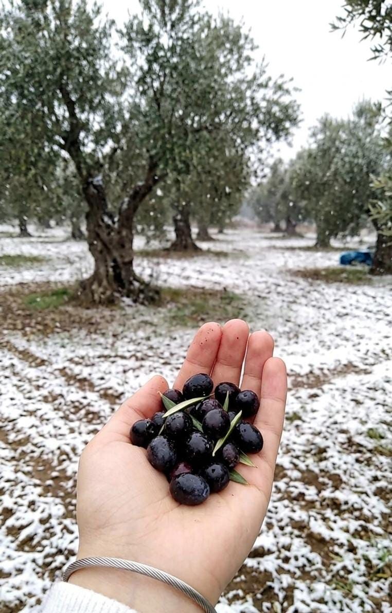 Zeytin1