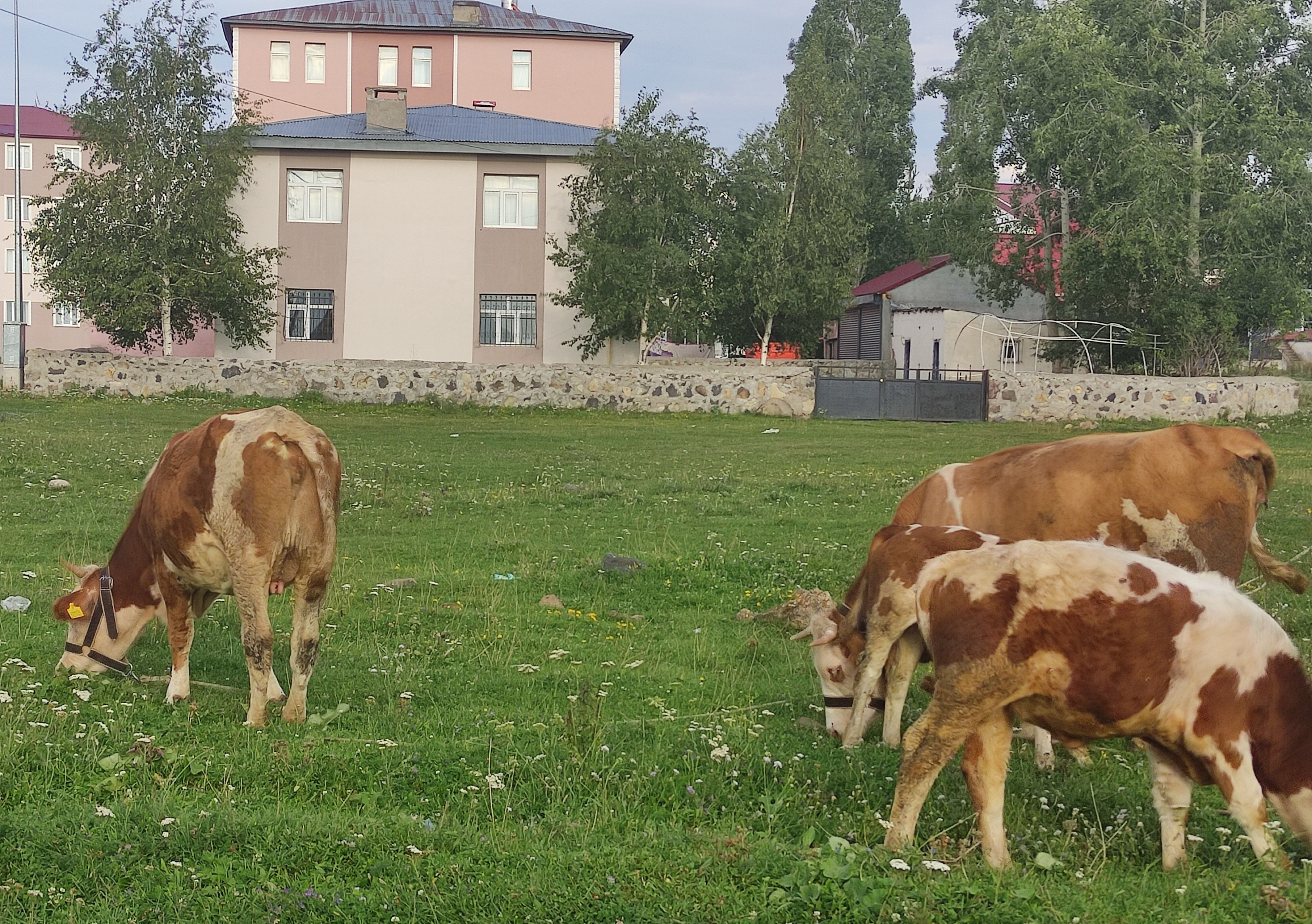 Ardahandakuduzvar (2)