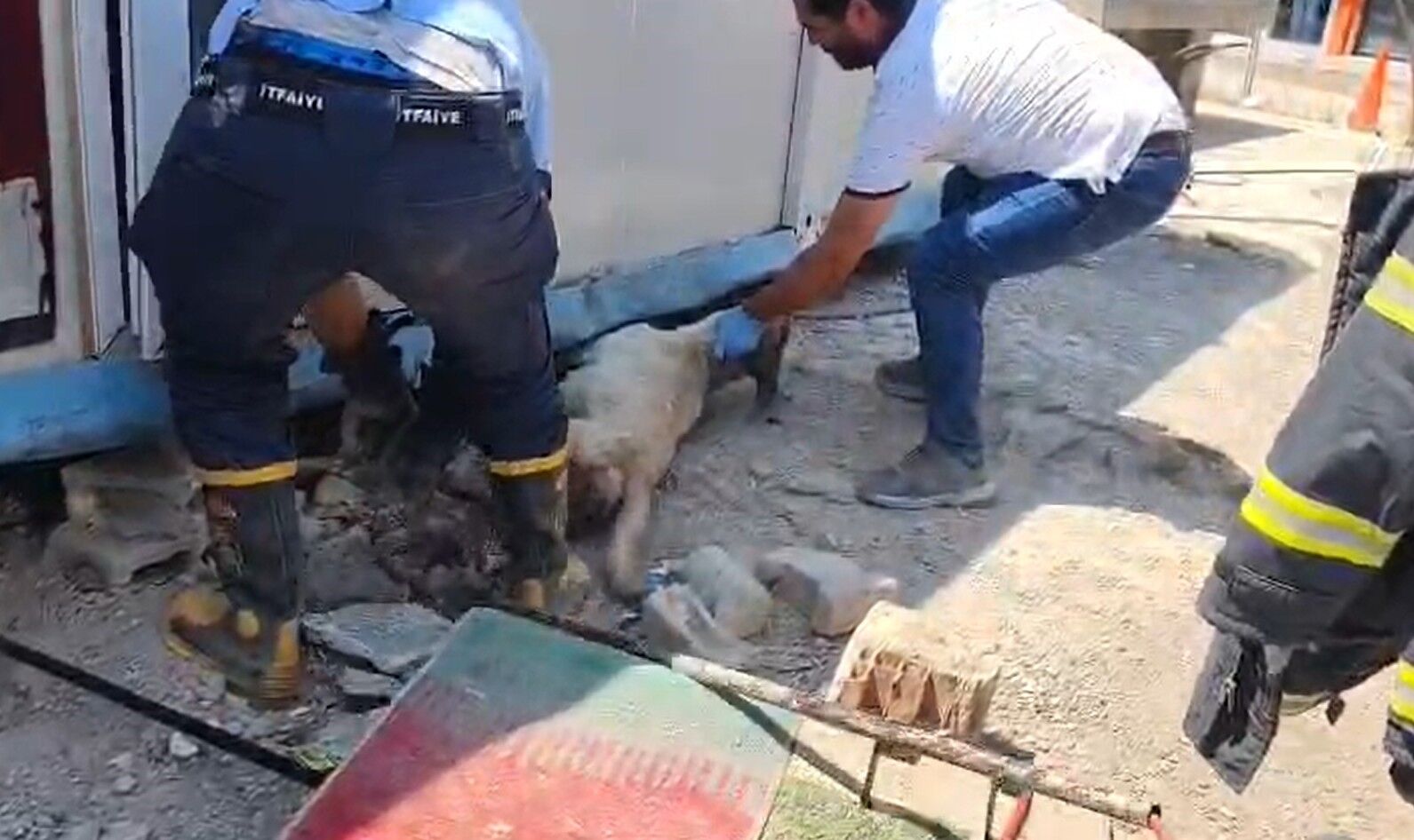 Gaziantep’te Konteyner Altında Mahsur Kalan Köpekler Kurtarıldı (2)