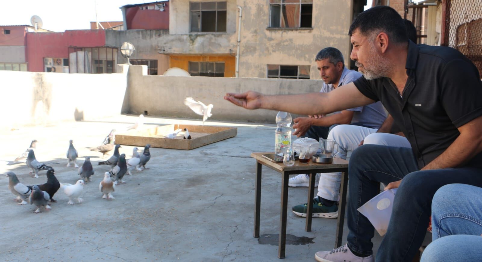Güvercin Oteli (2)