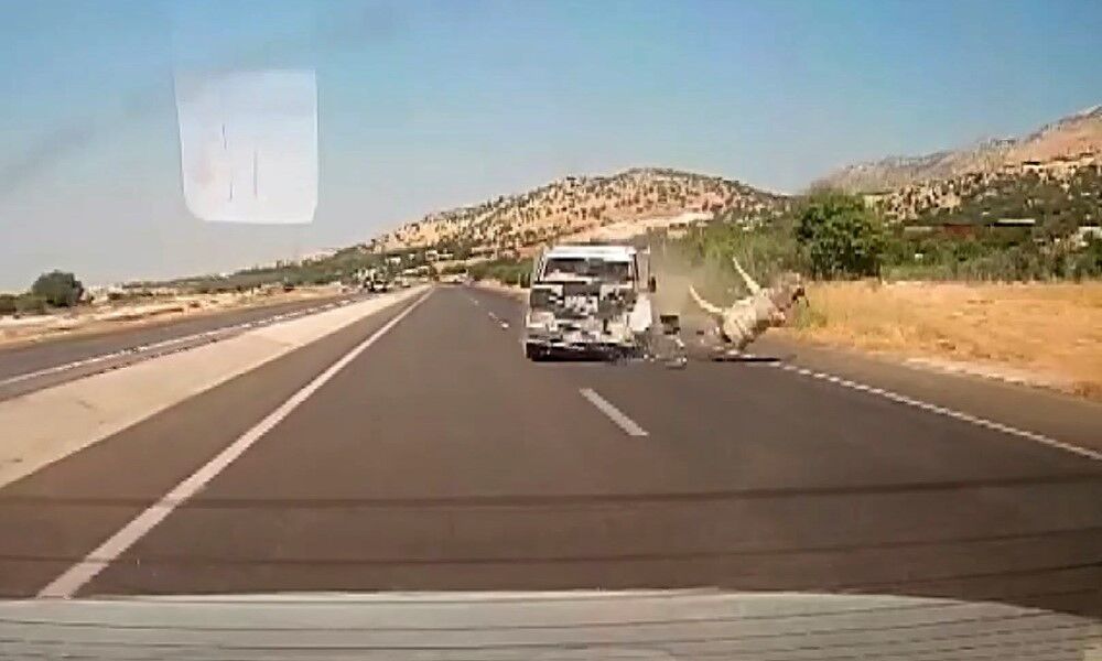 Kamyonet Yola Çıkan Eşeğe Çarptı (2)
