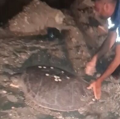 Sahil Yolundan Ayrılan Caretta Carrettayı Denize Taşıdı (2)-1