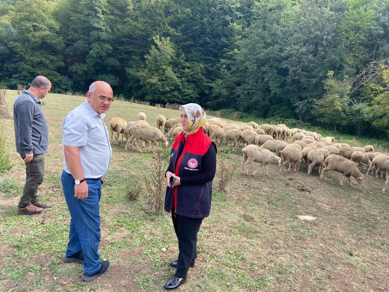 Küçükbaş, (1)